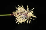 Plantainleaf sedge